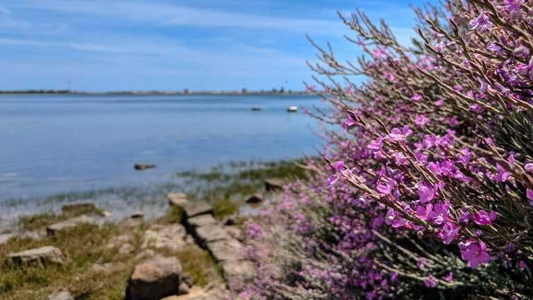 The Ria Formosa – The Ultimate Guide to the Ria Formosa [2026]