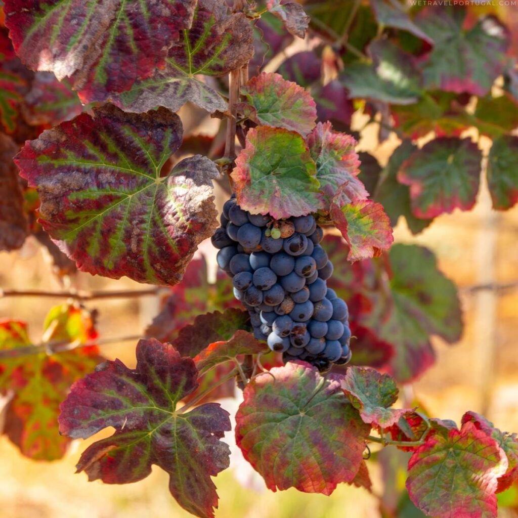 Algarve Grape Variety growing in the Algarve
