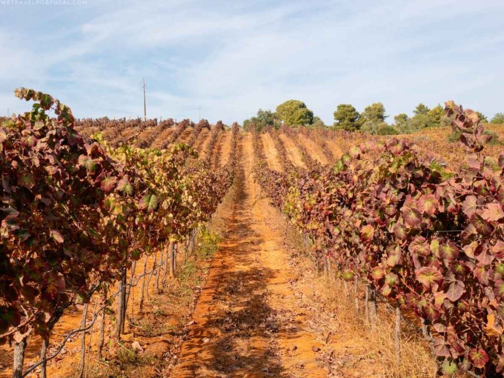 Algarve Vineyard