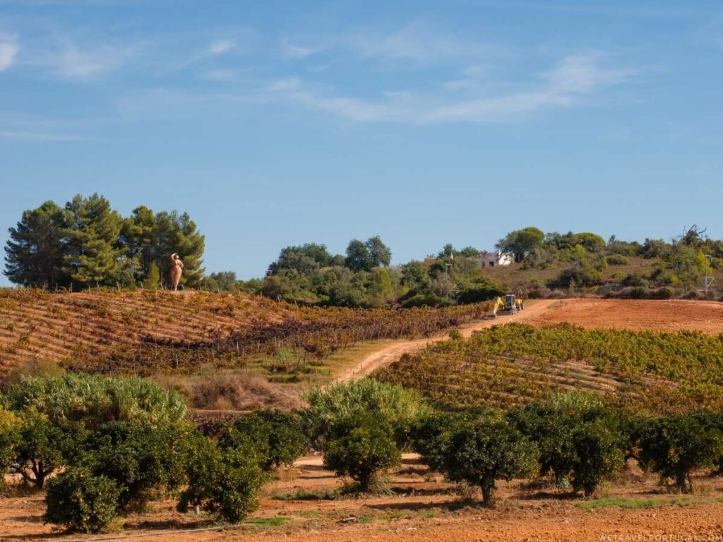 Algarve Vineyard