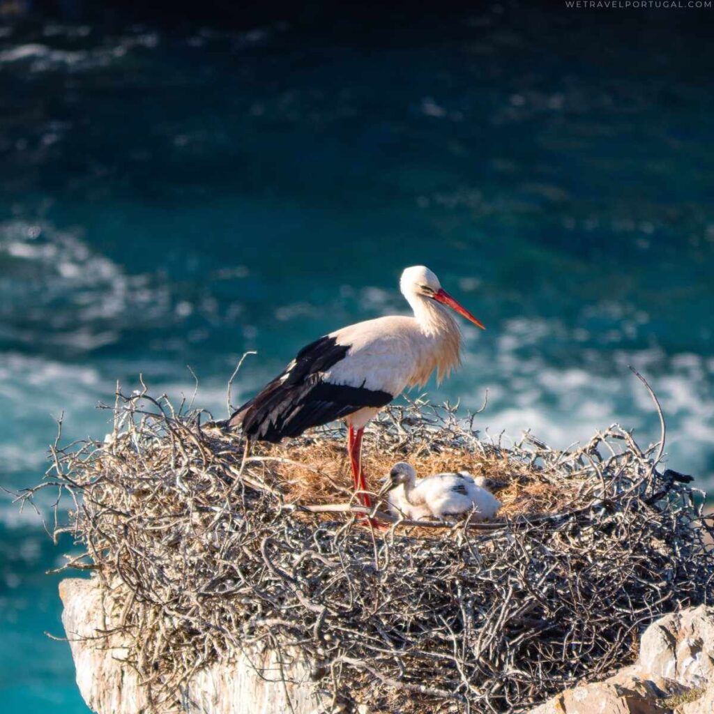 Cabo Sardão Storks