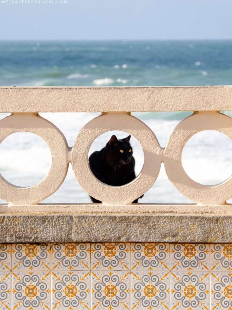 Ericeria Azulejo Cat