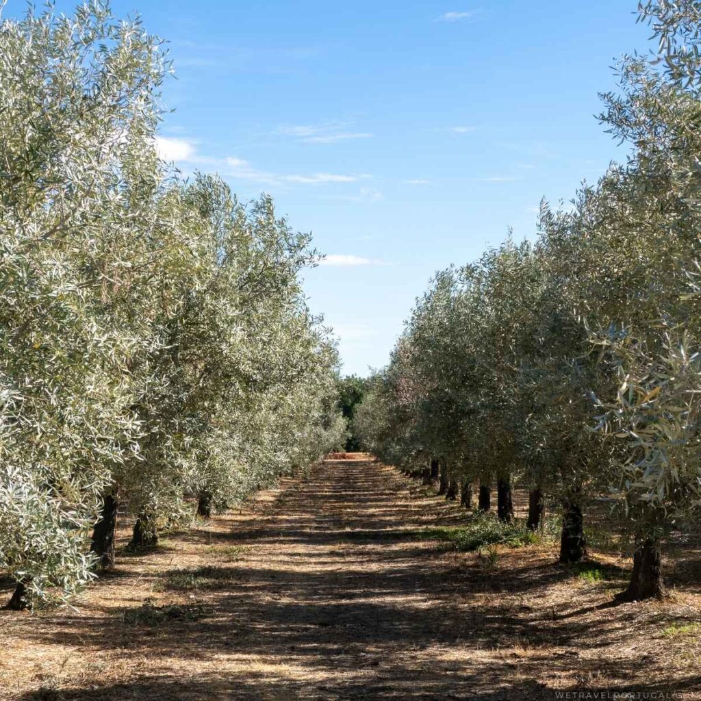 Olive Tree Orchard Algarve