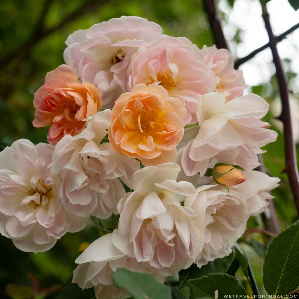 Rose Garden Monserrate