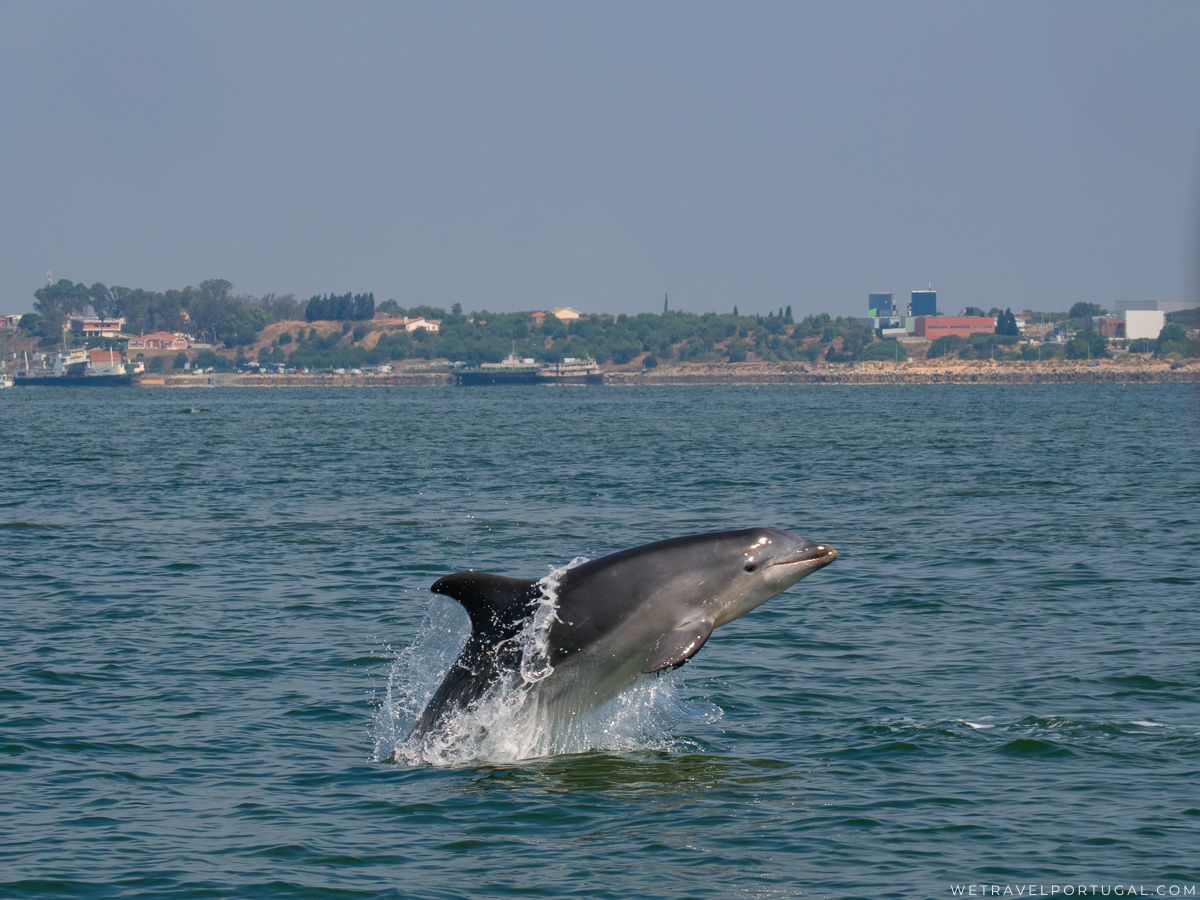 Setubal Dolphin Watching