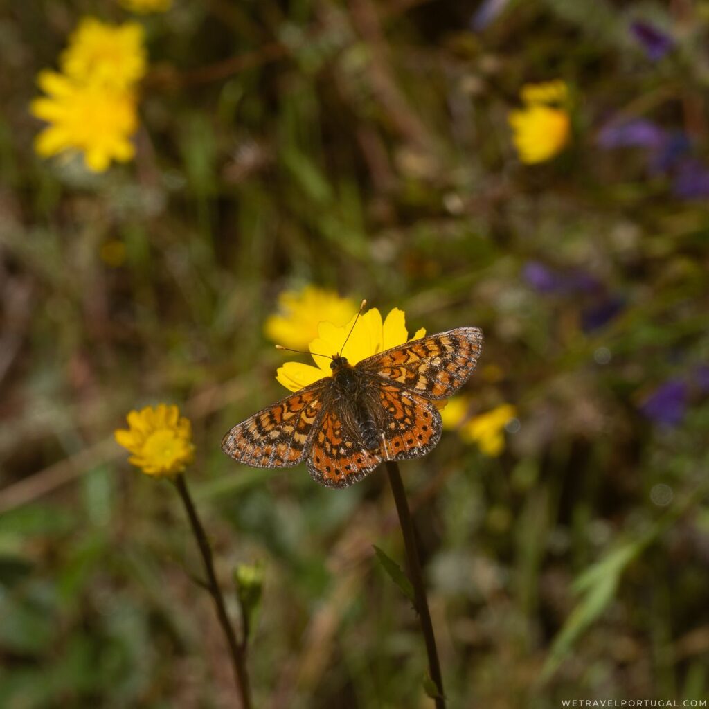 Wildflowers and Butterflies Monchique Spring time